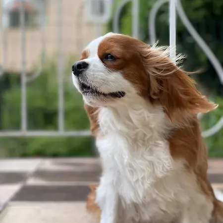 Hotel La Fiancée Du Pirate