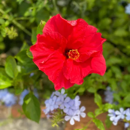 La Fiancée Du Pirate 3* Villefranche-sur-Mer