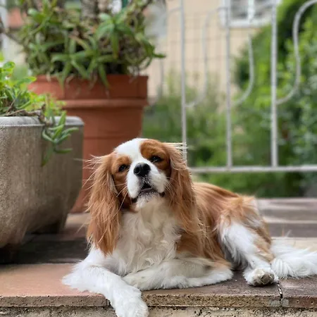 Hotel La Fiancée Du Pirate 3*