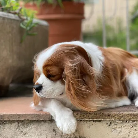 La Fiancée Du Pirate Hotel