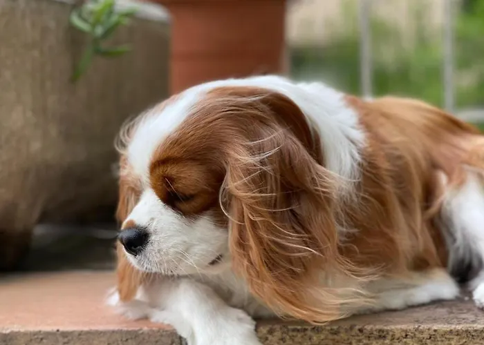 La Fiancée Du Pirate Hotel